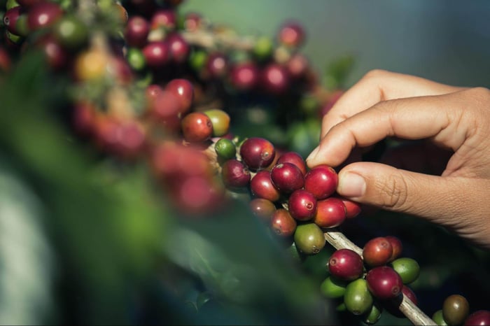 Hand picking ripe red coffee cherries from branch.