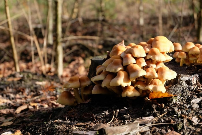 Cluster of mushrooms on forest floor.