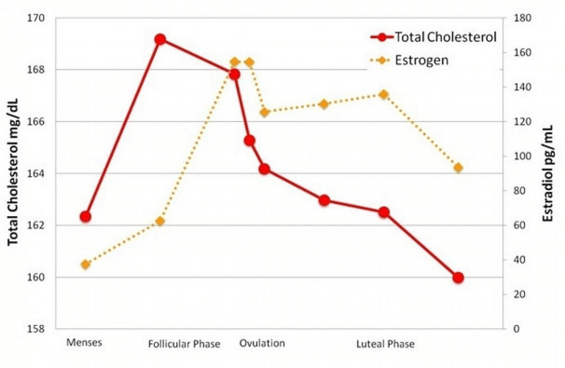 women's total cholesterol levels against estrogen levels